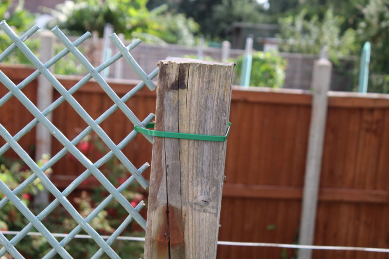 Trellis Attached To The Fence Posts With Plastic Ties