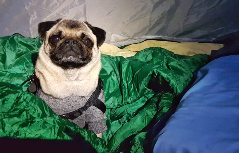 Ernie The Pug Ready For Bed
