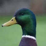 Disgruntled Duck